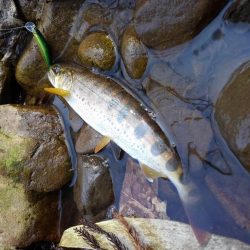 渓流ミノーイング